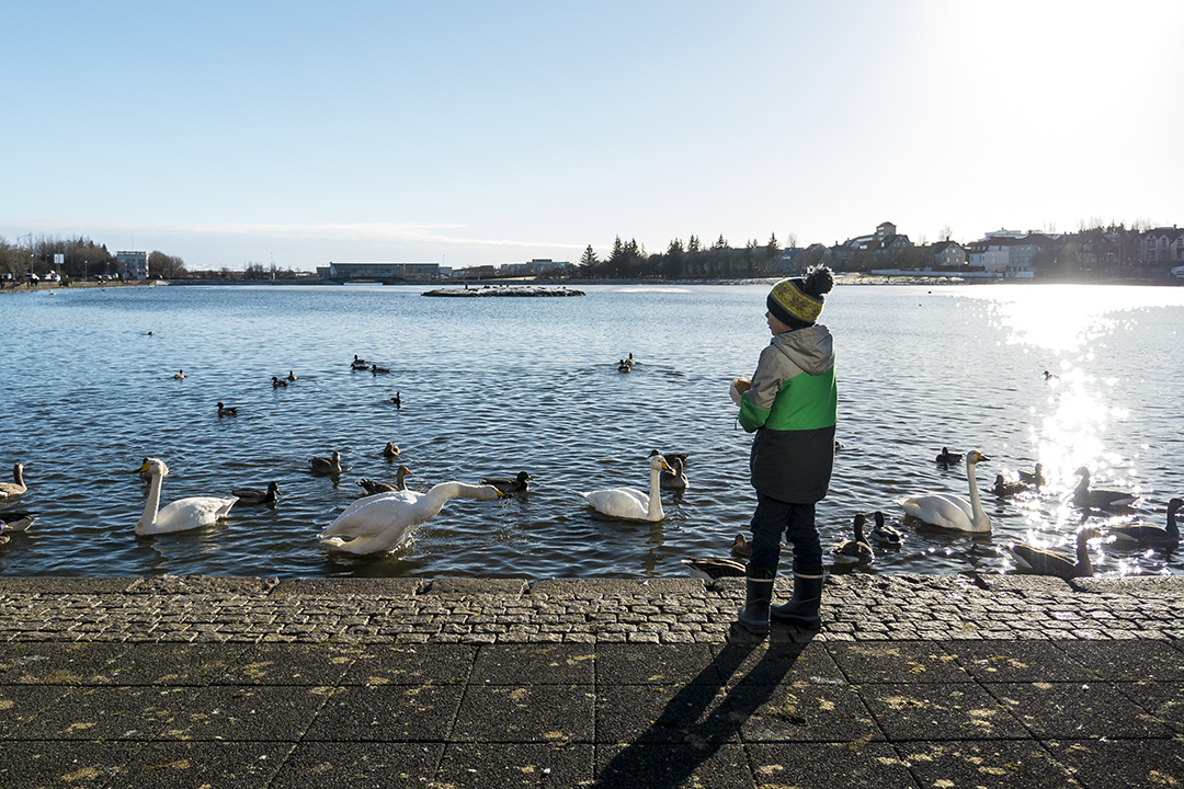 Feeding the Ducks and Swans, Tjornin Lake, Iceland