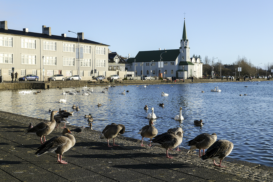 Ducks and Swans, Tjornin Lake, Iceland